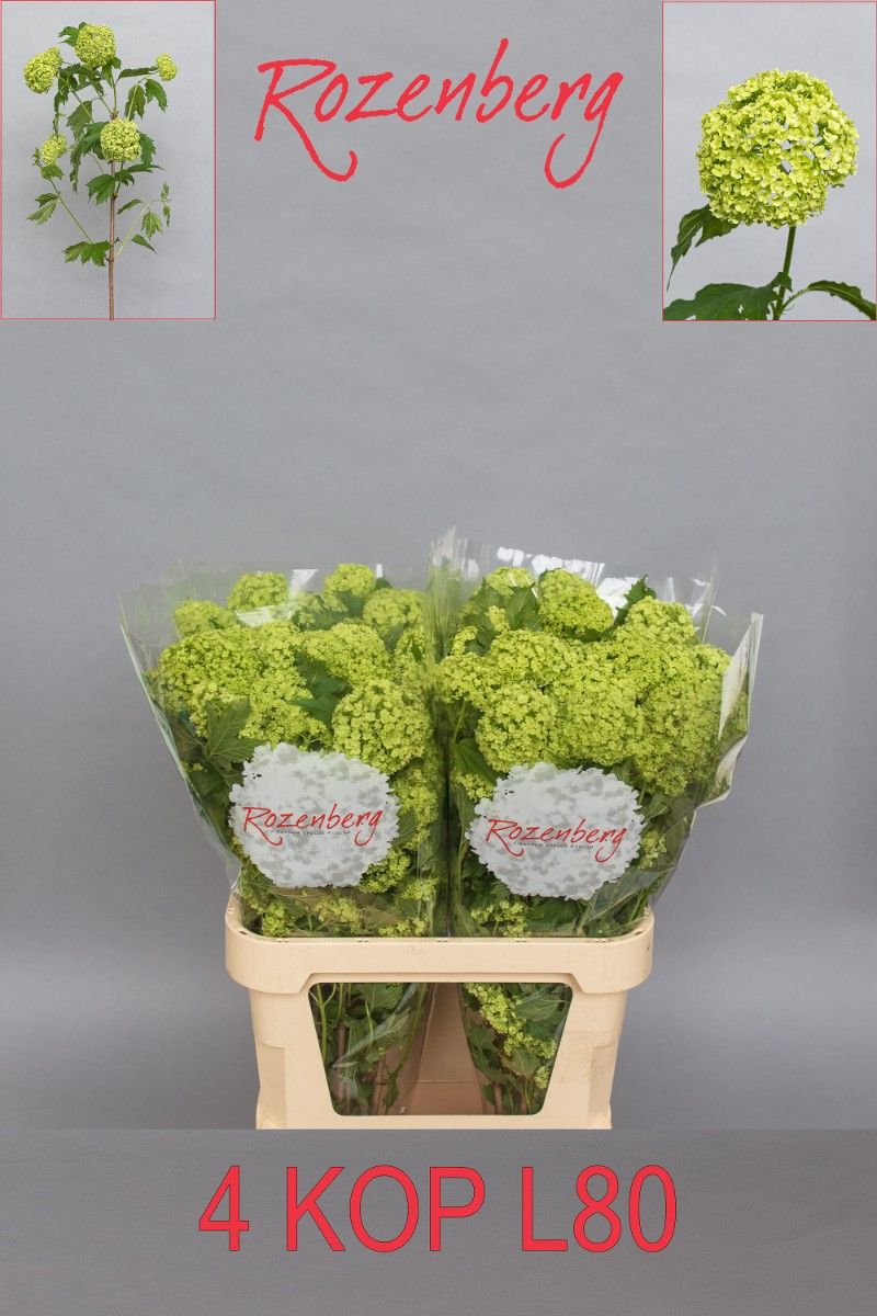 Вибурнум Розеум 80 (зел.), шт.