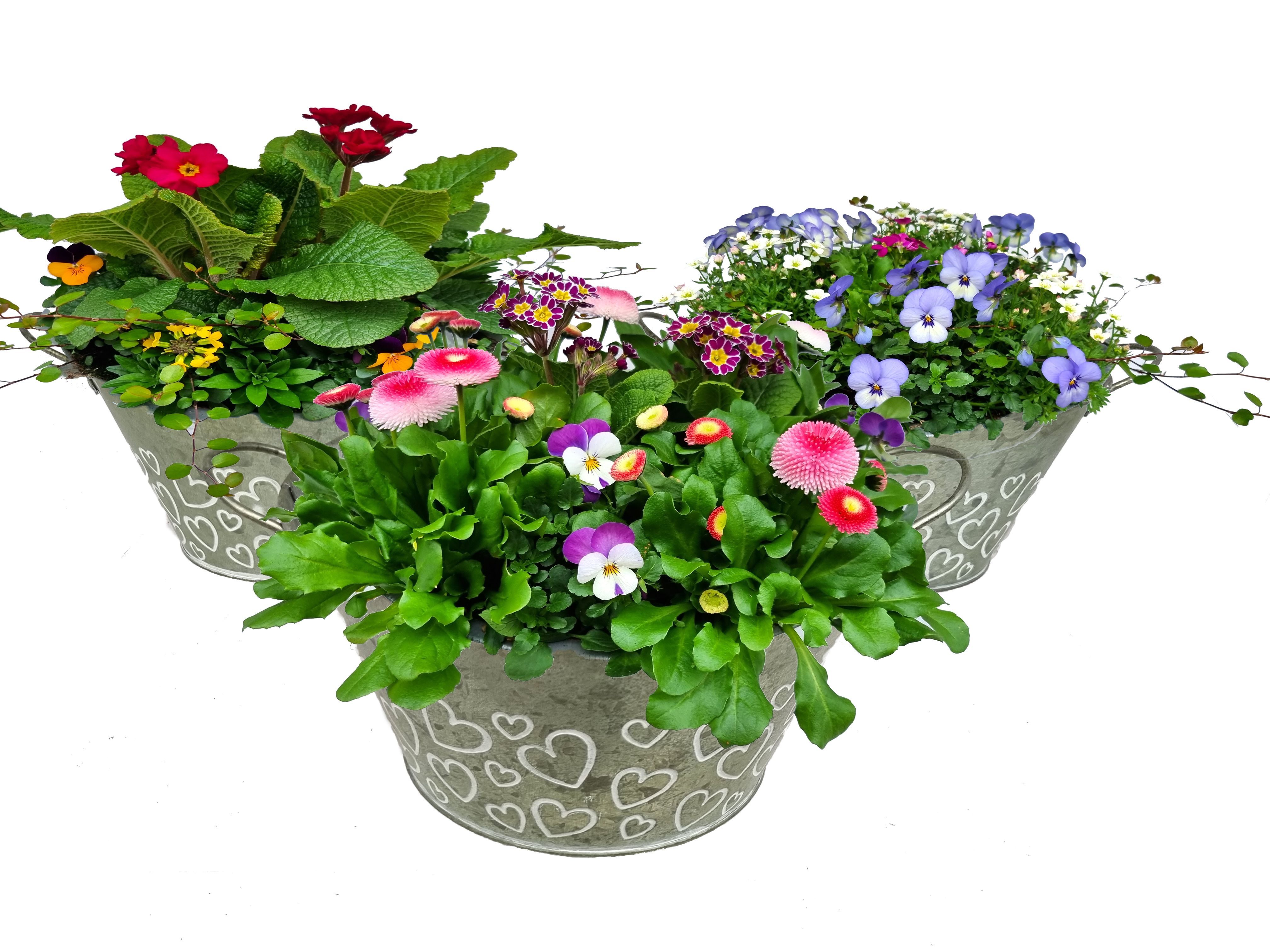 VM763-9323 voorjaarsmix Green Love zink rond, D 22