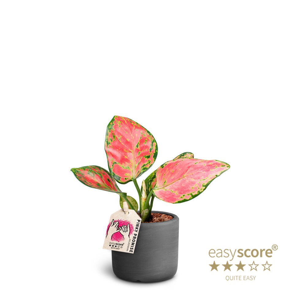 AGLAONEMA COMMUTATUM 40600050 Raw Black, D 7