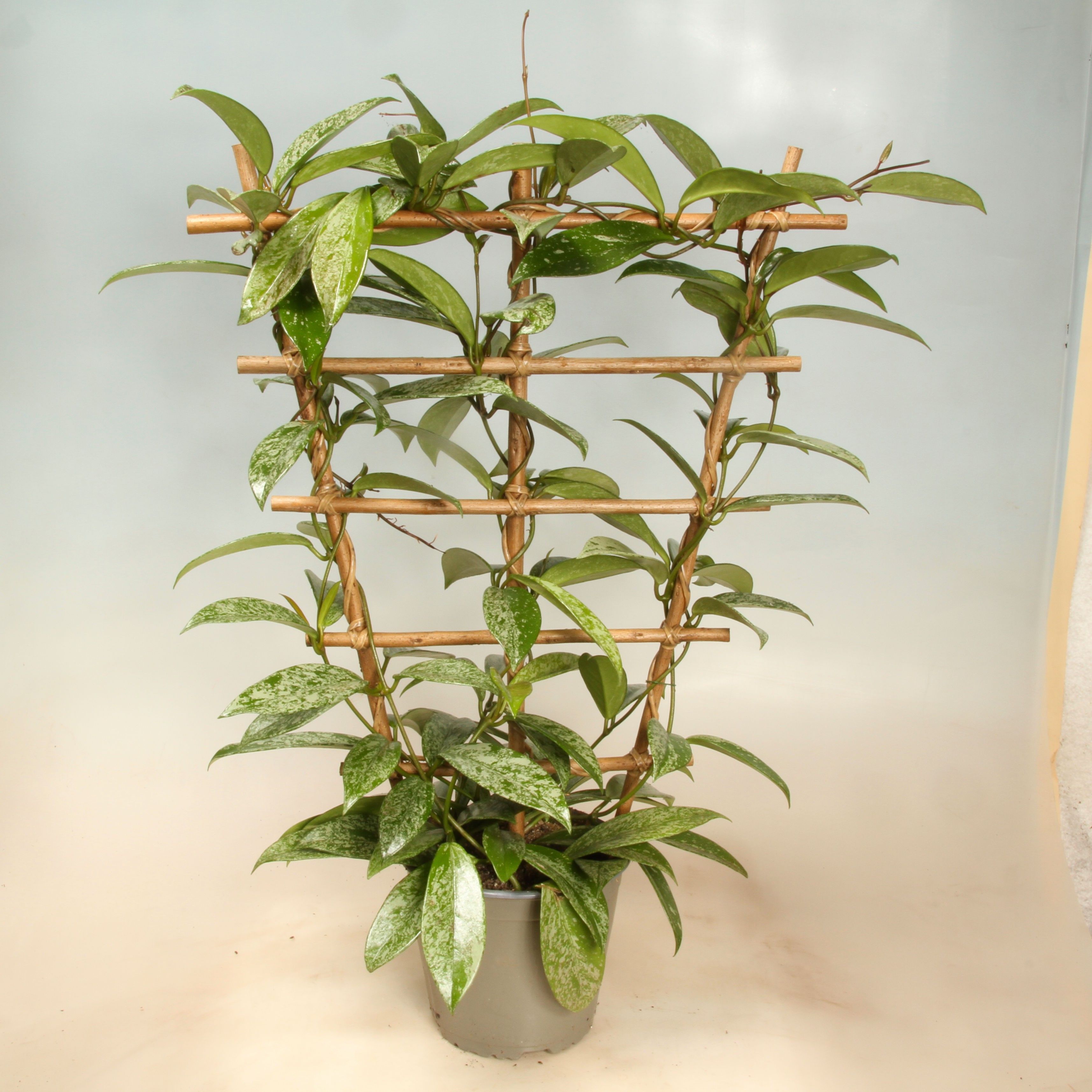 Hoya Carnosa Silverspots Espalie 17 cm, D 17