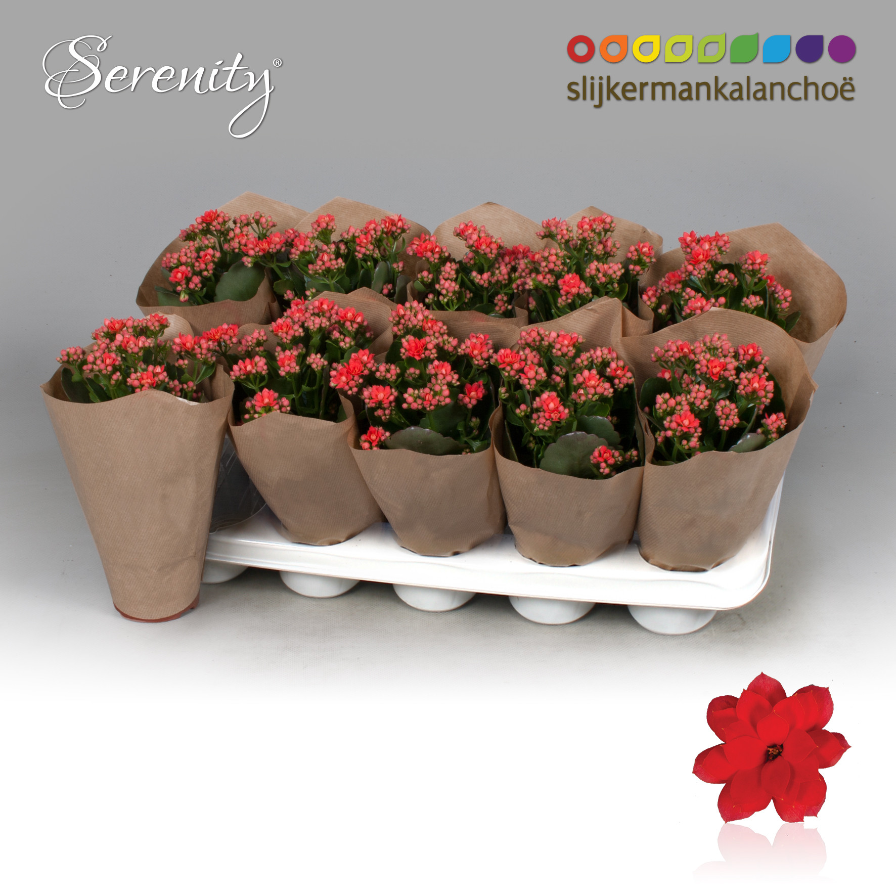 Kalanchoe papersleeve - Serenity Light Red, D 10,5