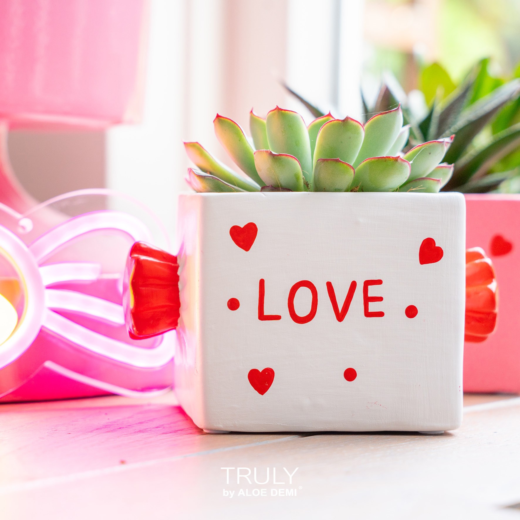 TRULY Echeveria, Candy, D 11