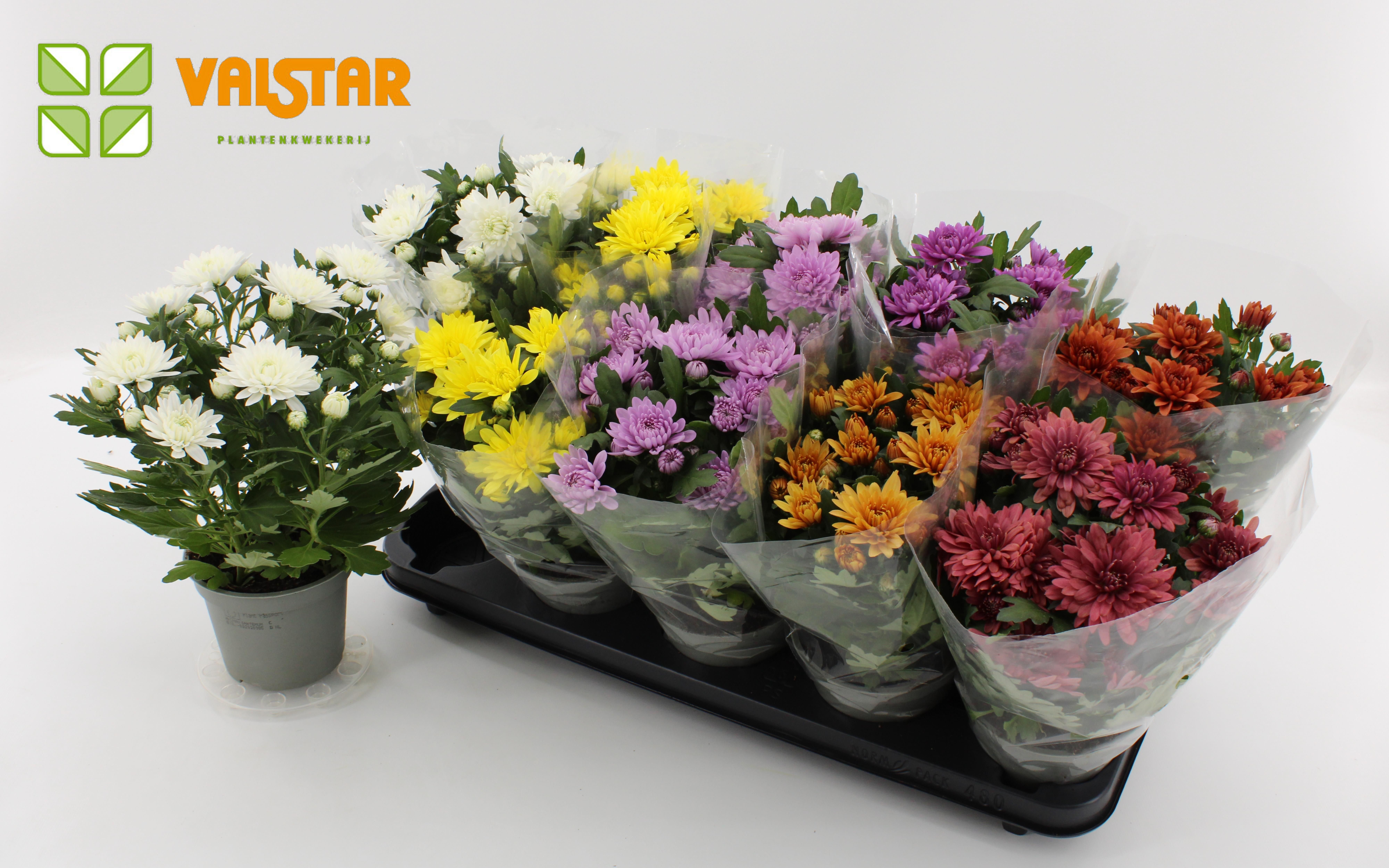 Chrysanthemum, 12 cm Dubbelbloemig Blanco Sleeve Mix, D 12