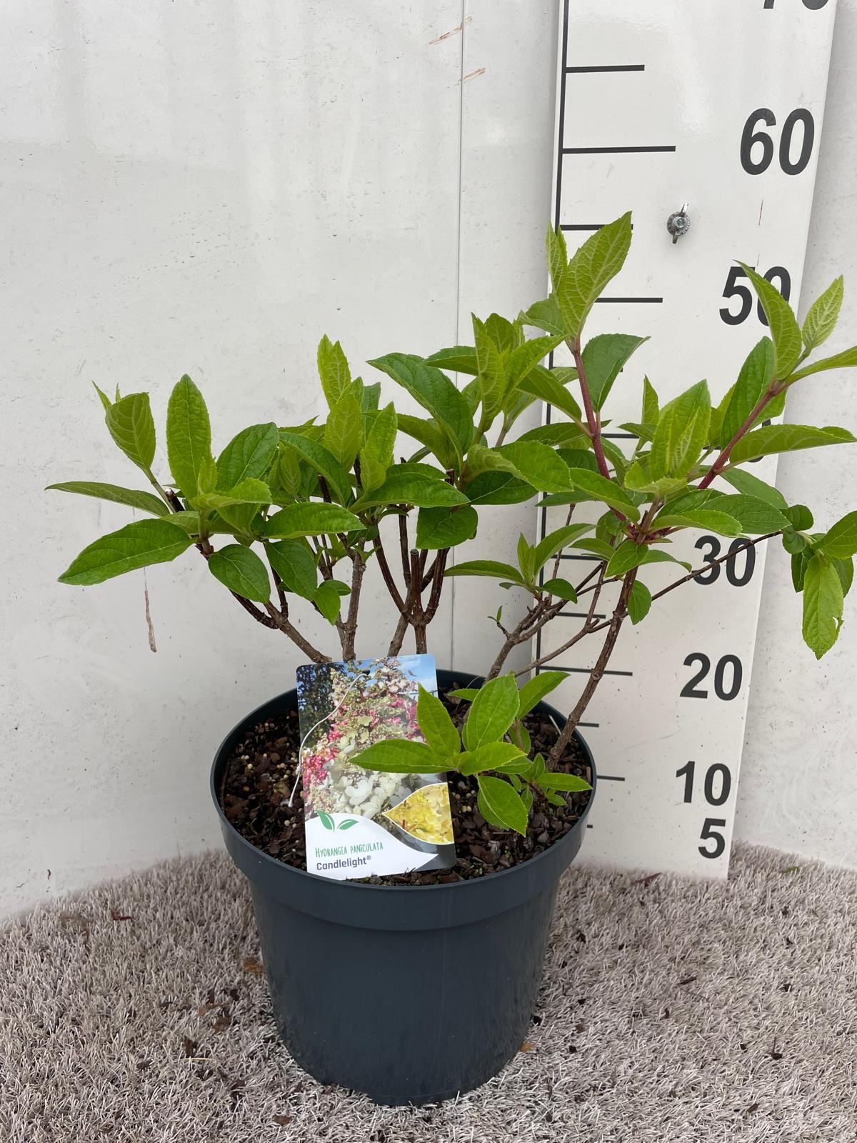 Hydrangea pan. Candlelight 50-60 P26, D 26