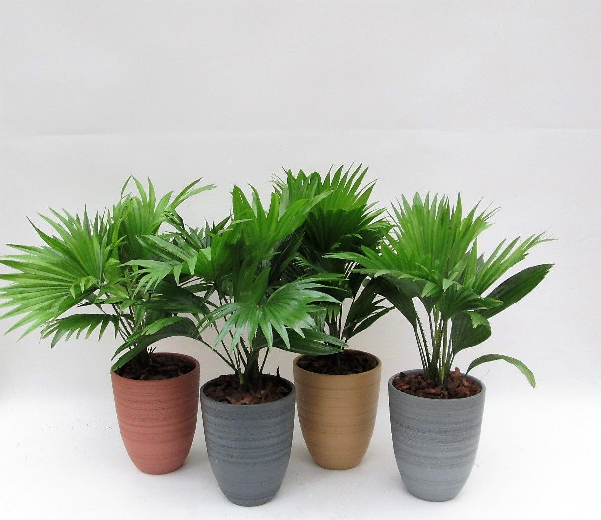 Livistona 830 mix potkleuren, D 14