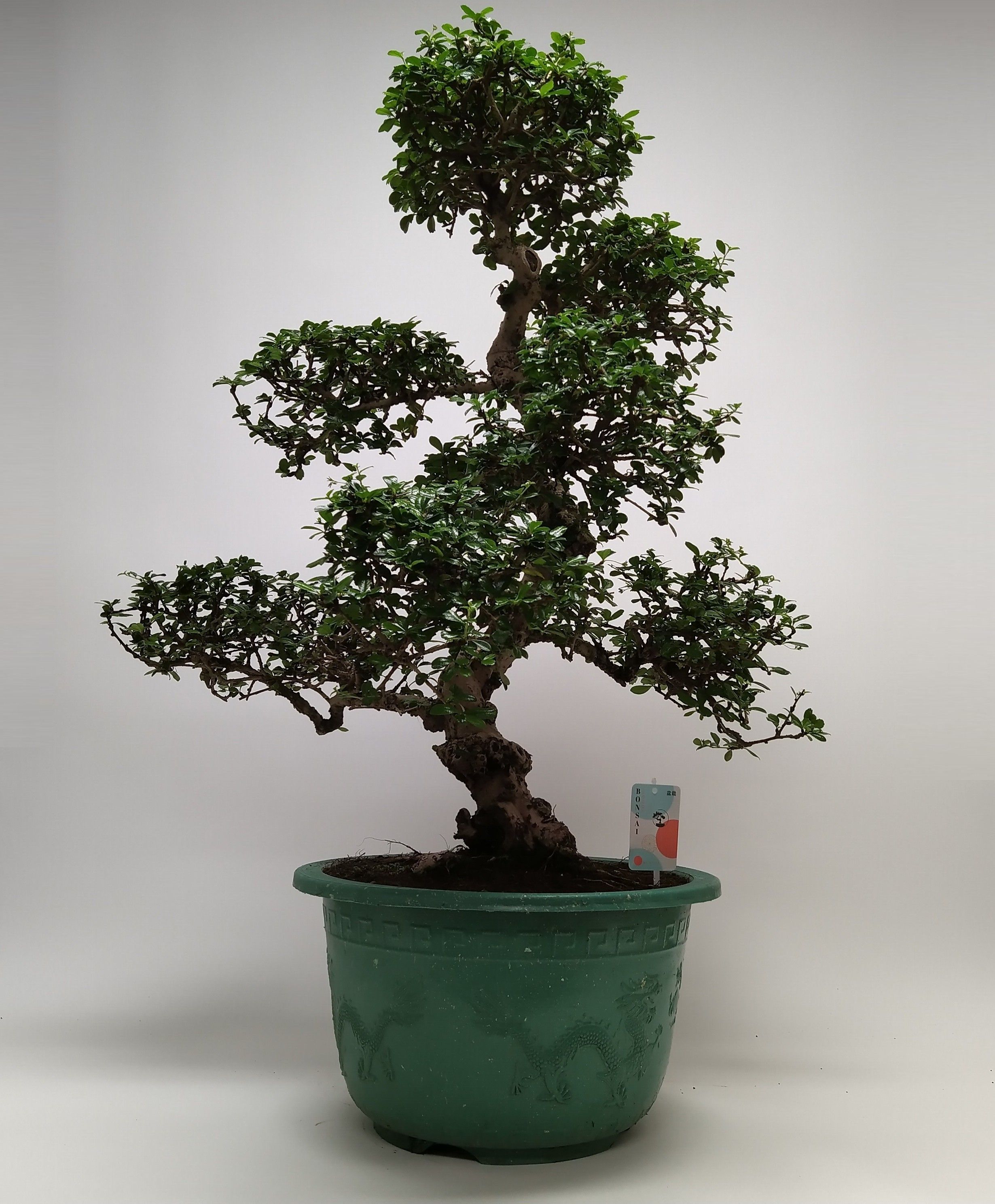 Carmona S-shape Bonsai in sierpot 40 cm, D 40