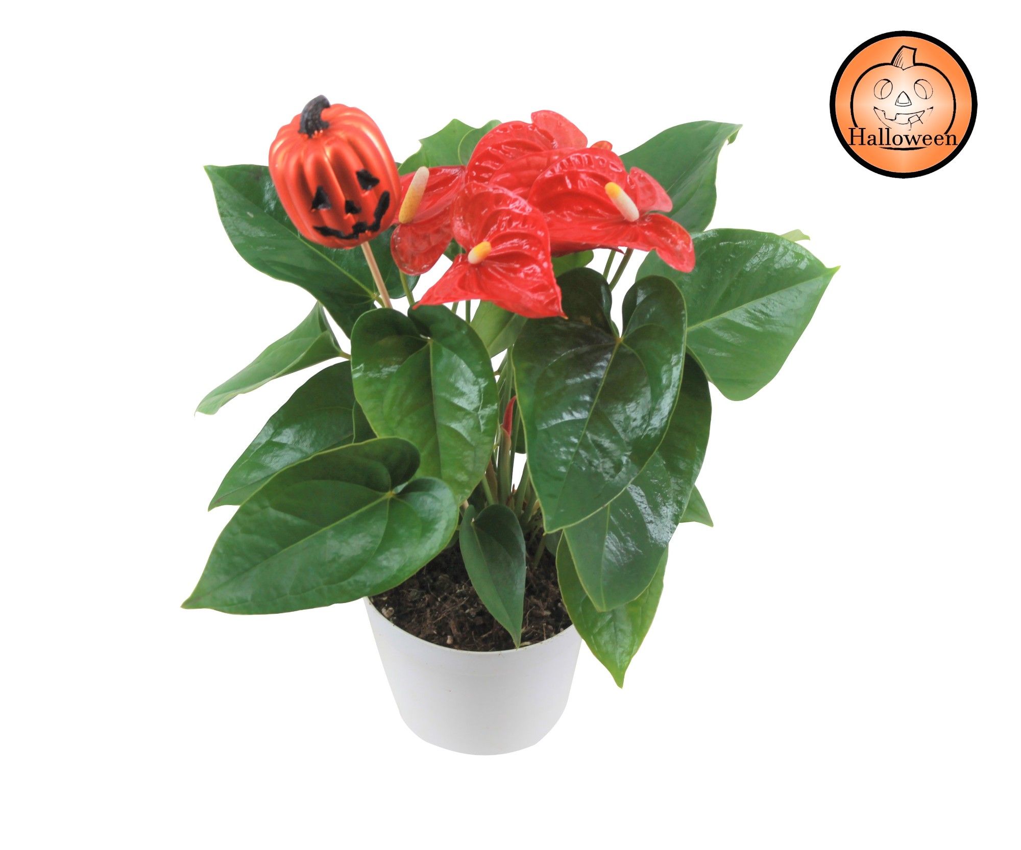 Anthurium XL.9 Jambo Red 14cm met pompoen bijsteker, D 14
