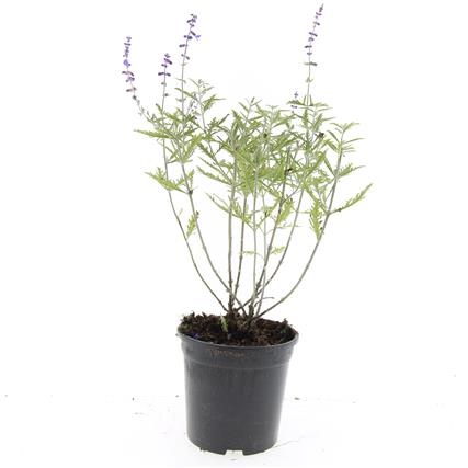 Perovskia 'Blue Spire', D 14