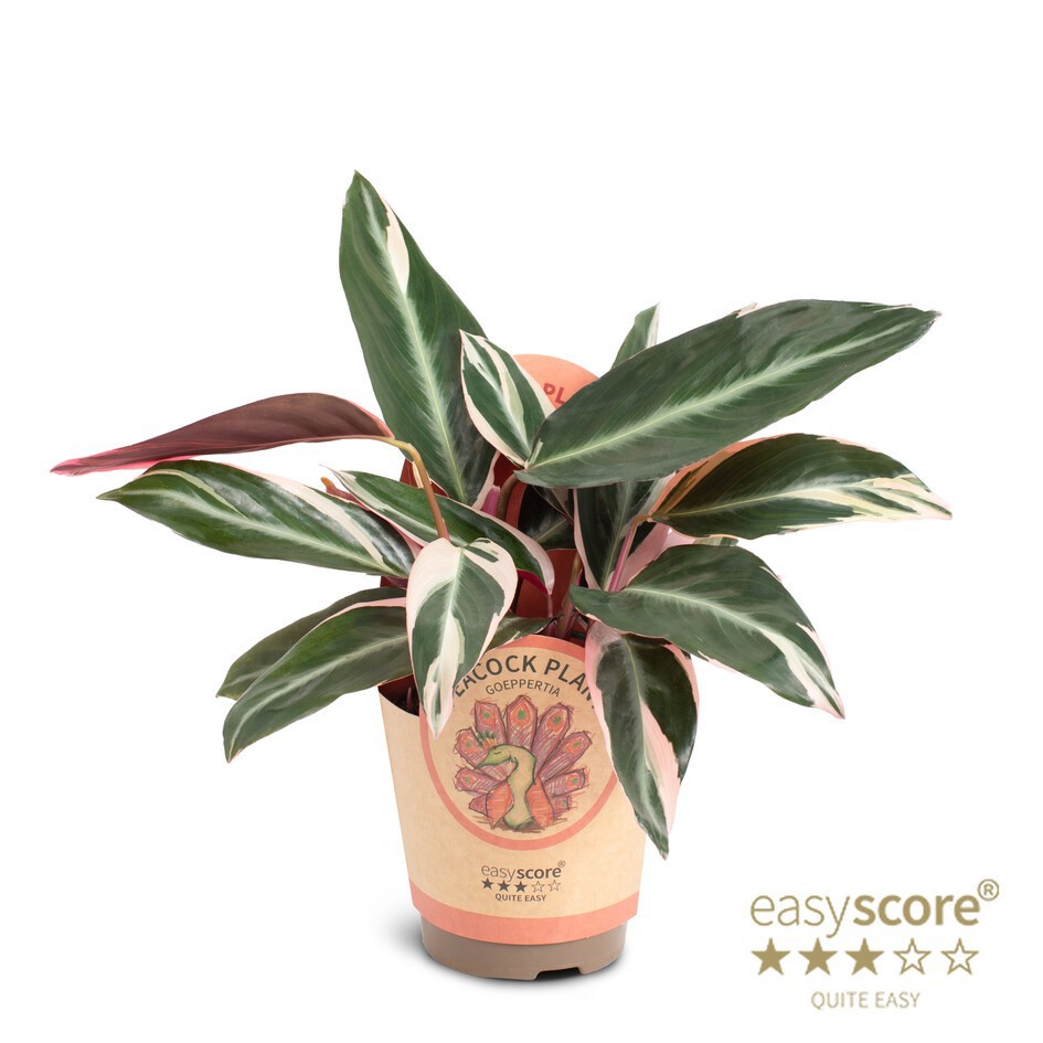 STROMANTHE THALIA 'MAGIC STAR', D 11