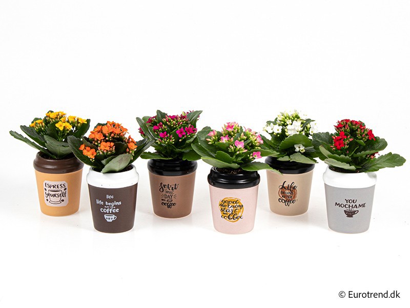 KALANCHOE IN CERAMIC E 4249, D 6