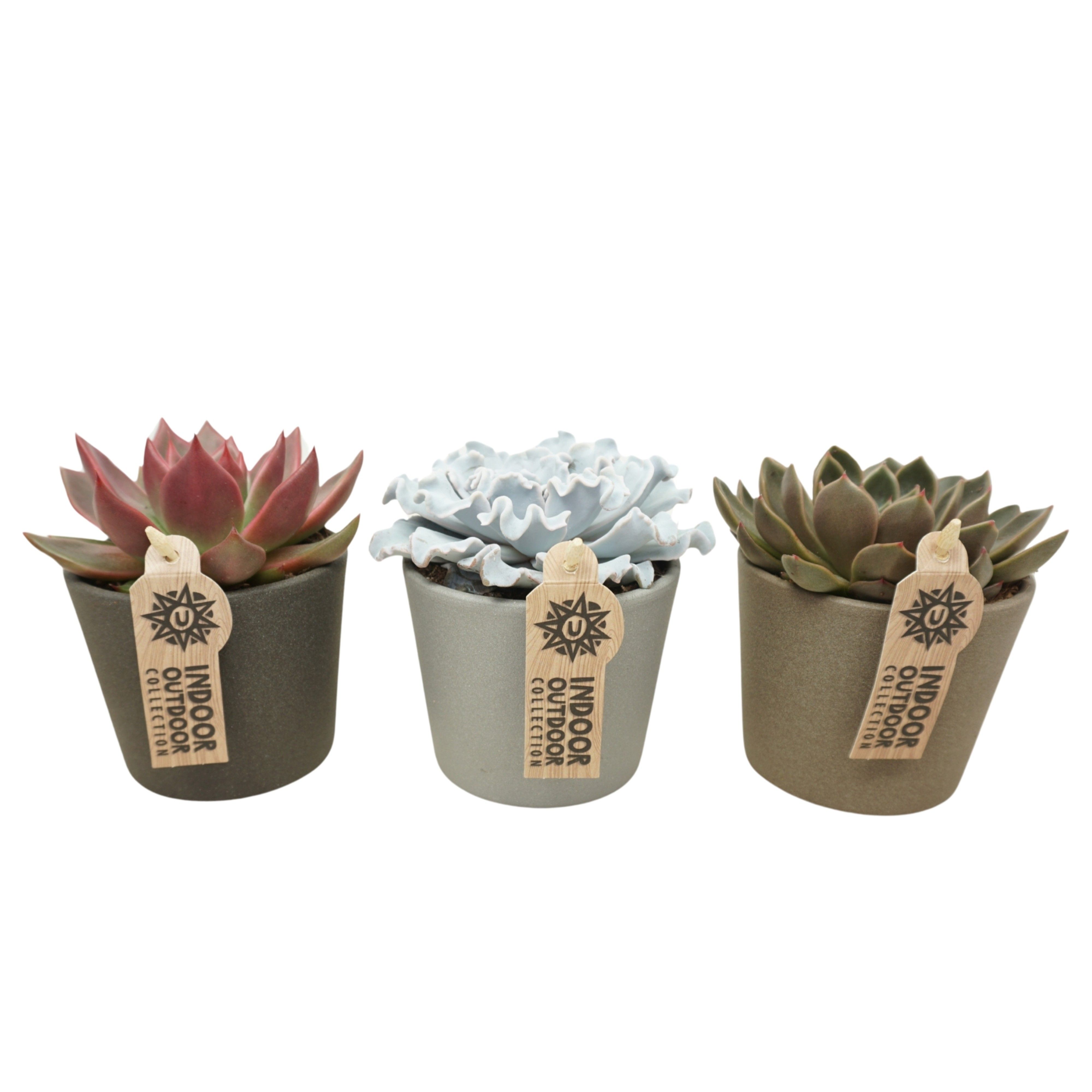 Echeveria mix in 12 cm keramiek (3 assorti), D 10,5