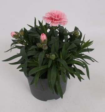Dianthus Oscar Pink, D 10,5