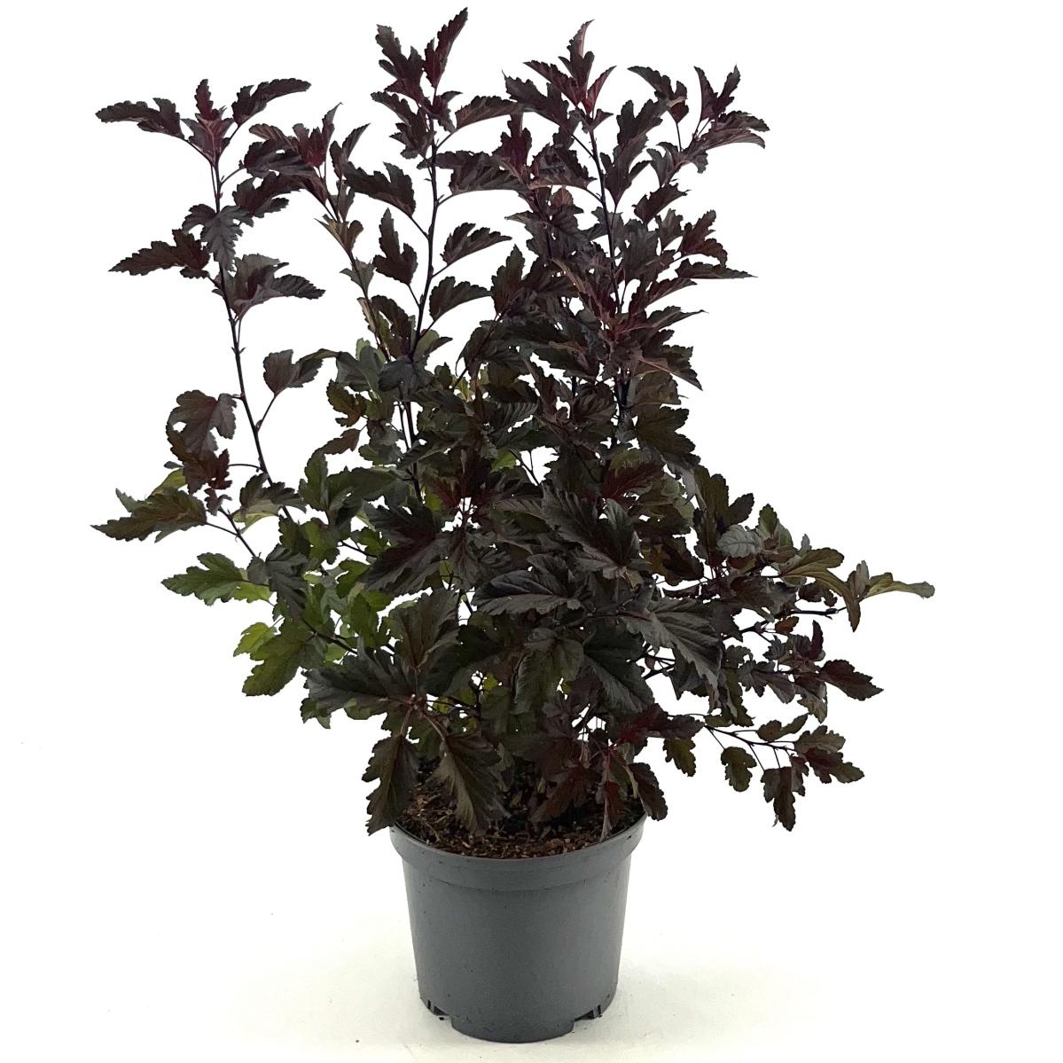 Physocarpus opulif. All Black, D 19