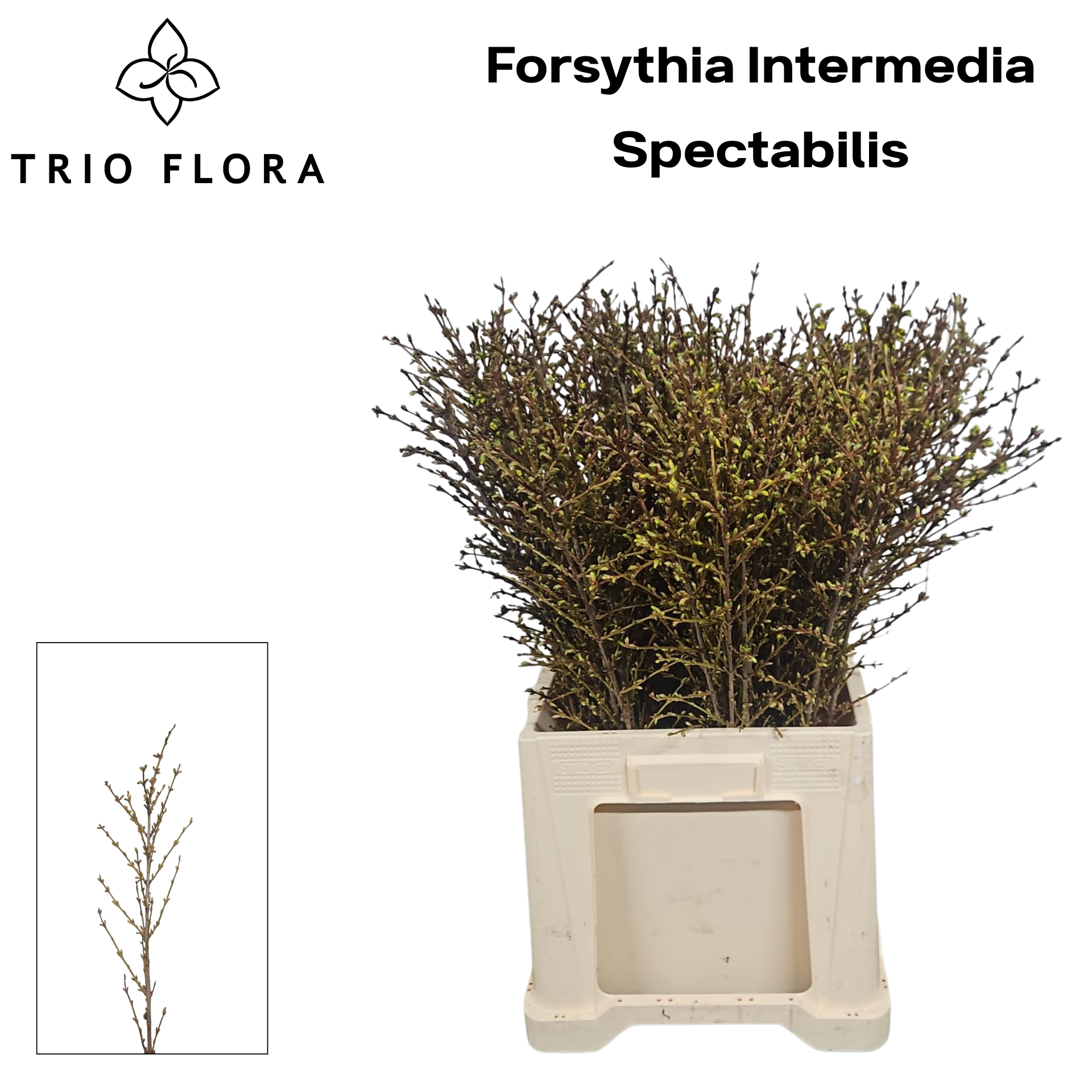 Форзиция Спектабилис 50 (желт.), шт.