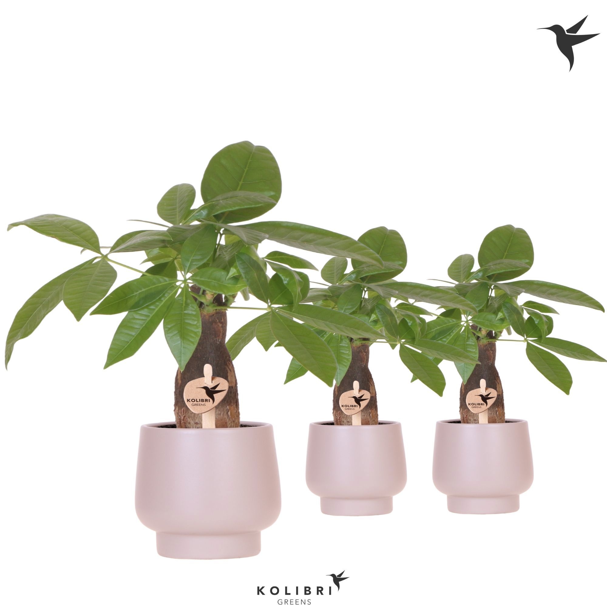 Kolibri Greens Pachira in Scandic pot taupe, D 9