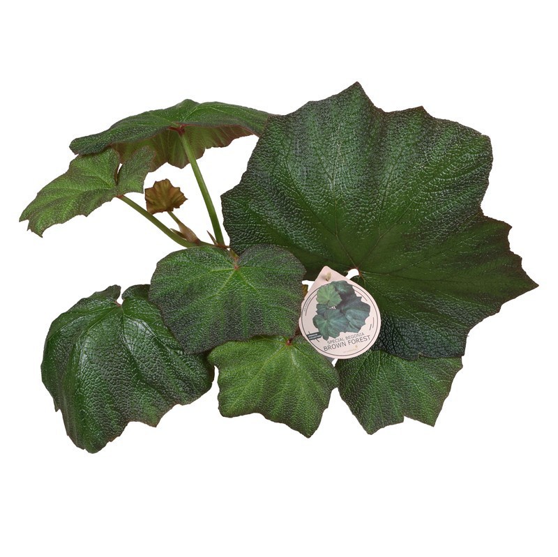 BEGONIA REX-HYBRID 'BROWN FOREST', D 12