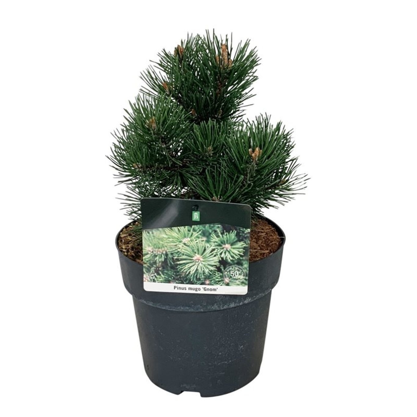 Pinus mugo 'Gnom', D 21