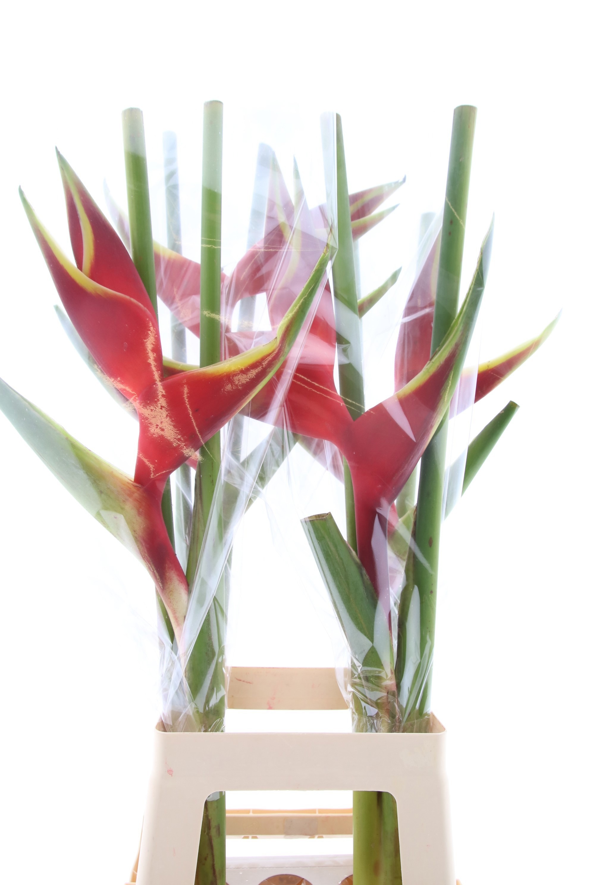 Геликония Овериг 90, шт.