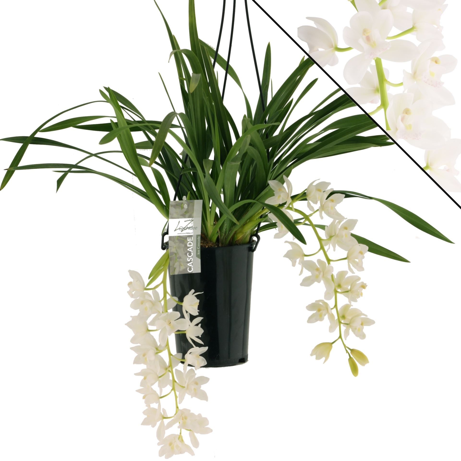 Cymbidium p14 cascade Ice 2T20+, D 14