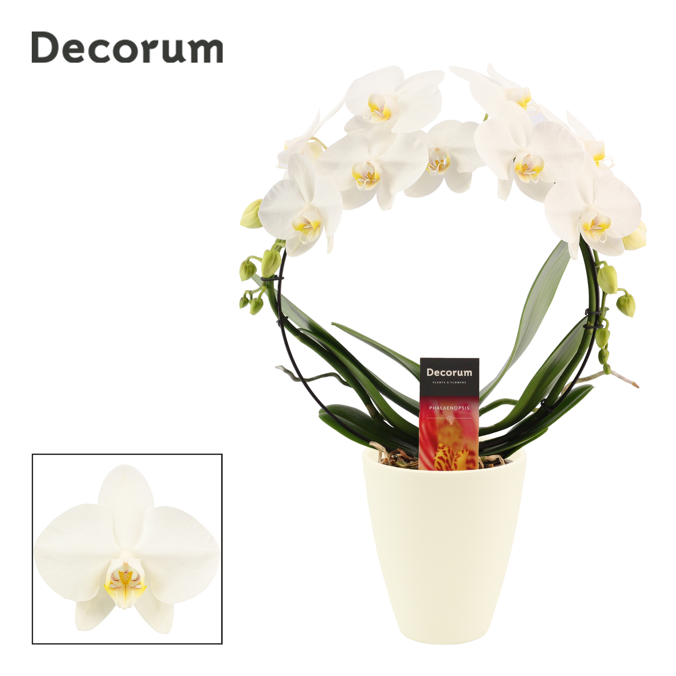 Phalaenopsis boog wit in Carly wit mat (Deco-collection), D 12