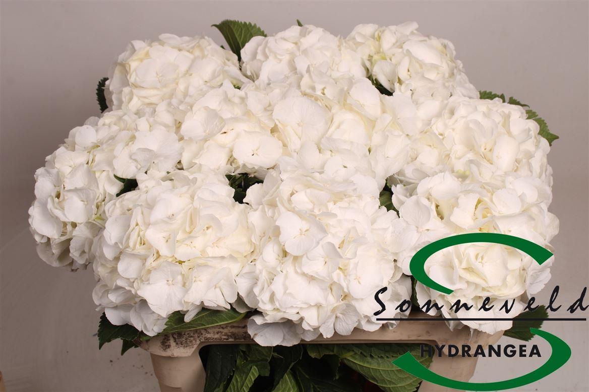 Гортензия Вайт Верена 75 (бел.), шт.