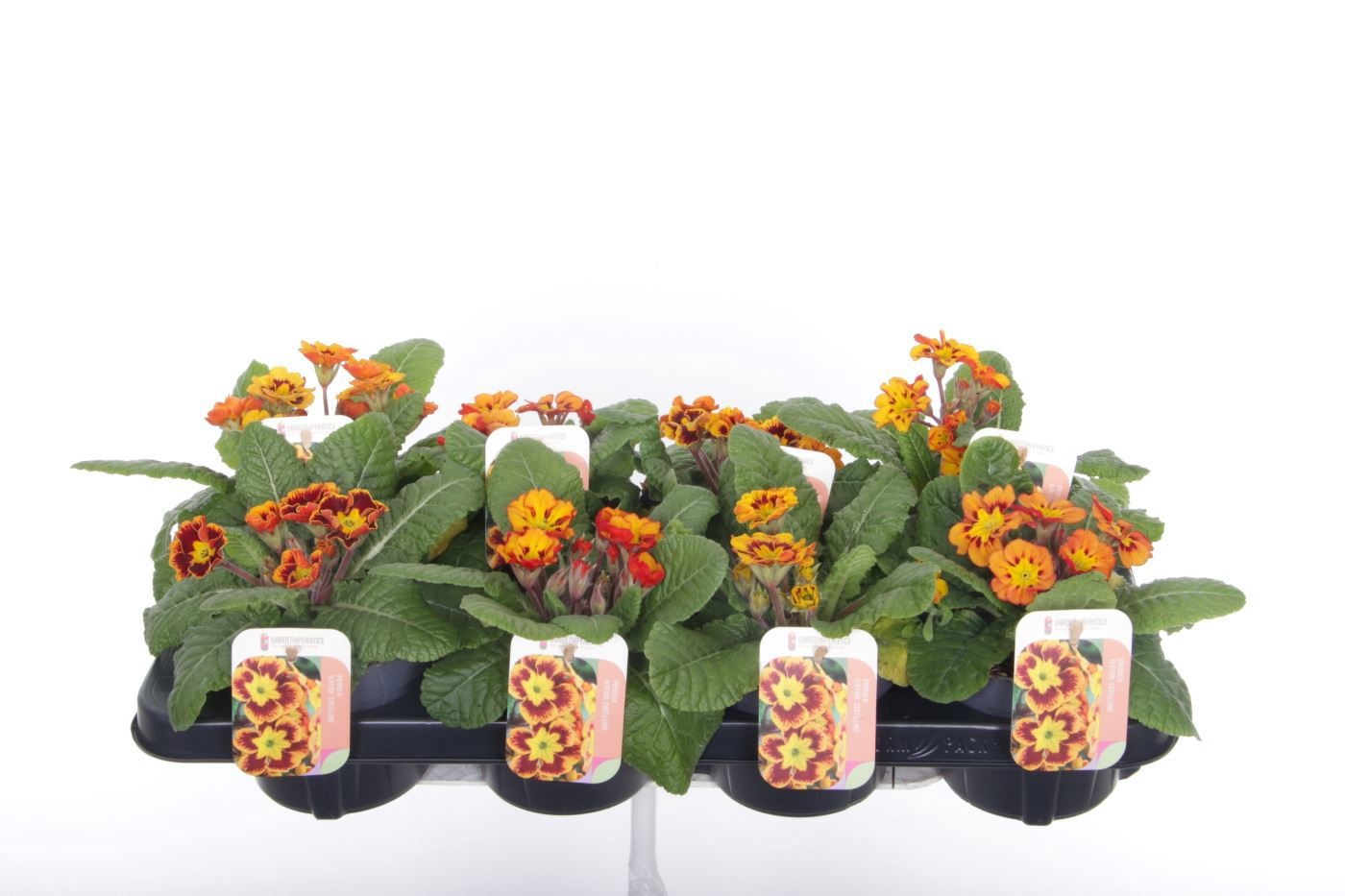 Primula elatior Castillian, D 13