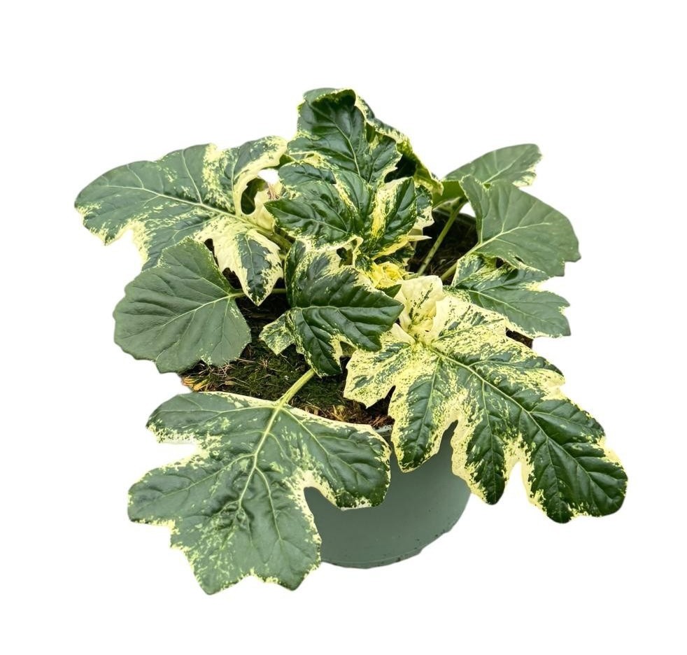 Acanthus Whitewater, D 19