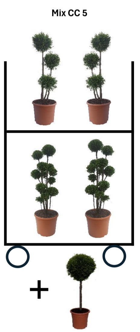 Mix CC 5: Smaragd vormsnoei -> 10 x Ponpon + 10 x Multibol plantmaat 70-90 cm + 5 Stam 60 cm, D 28