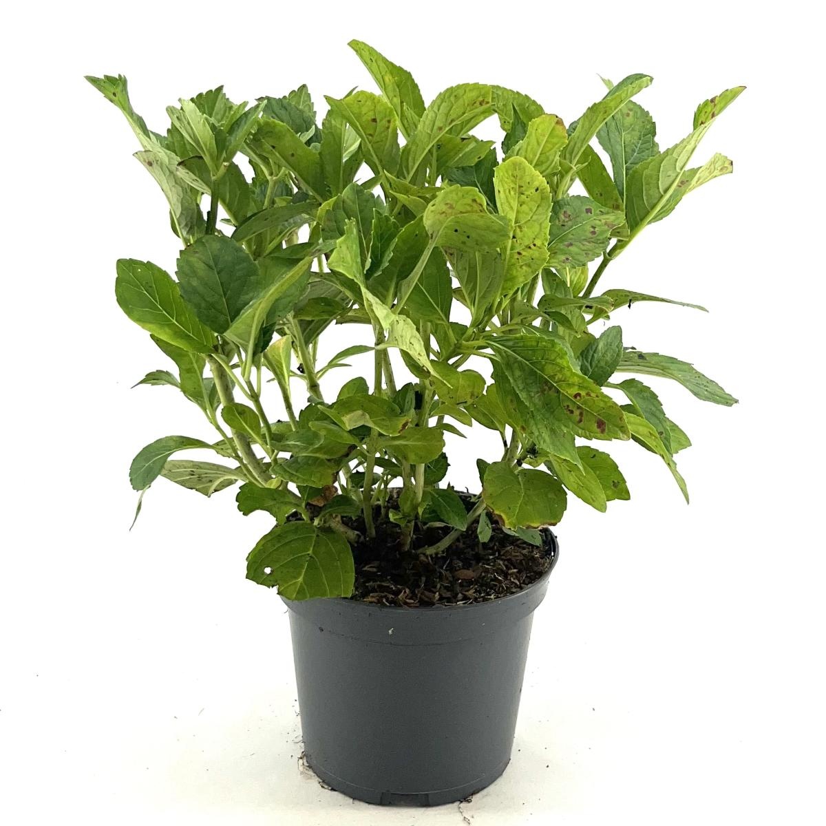 Hydrangea m. 'Mariesii Perfecta', D 19