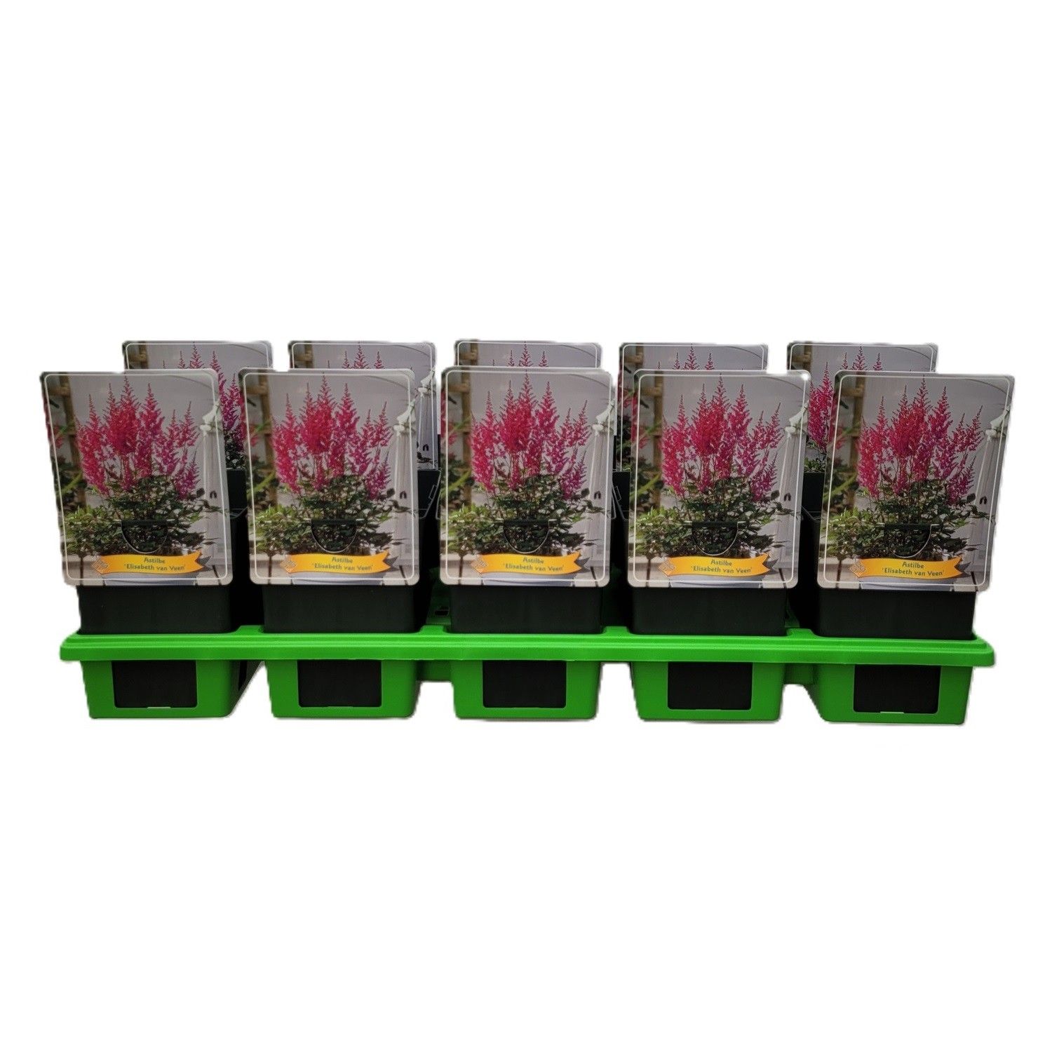 Astilbe 'Elisabeth van Veen' P11, D 11