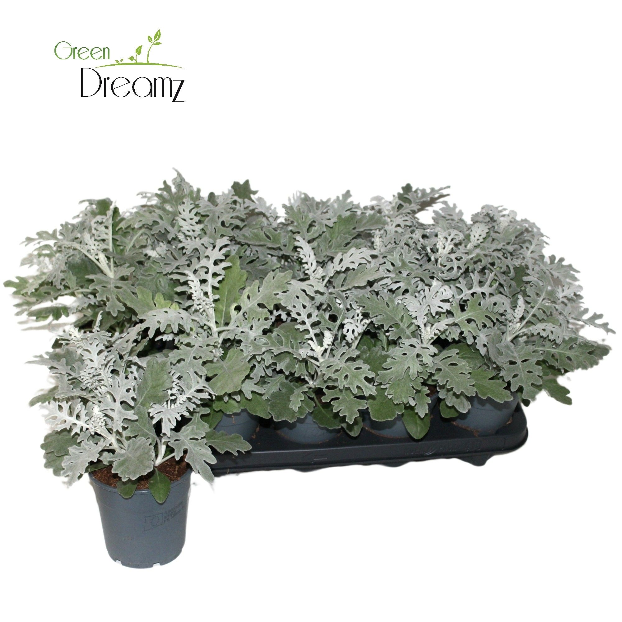 Senecio Cineraria in kweekpot, D 12