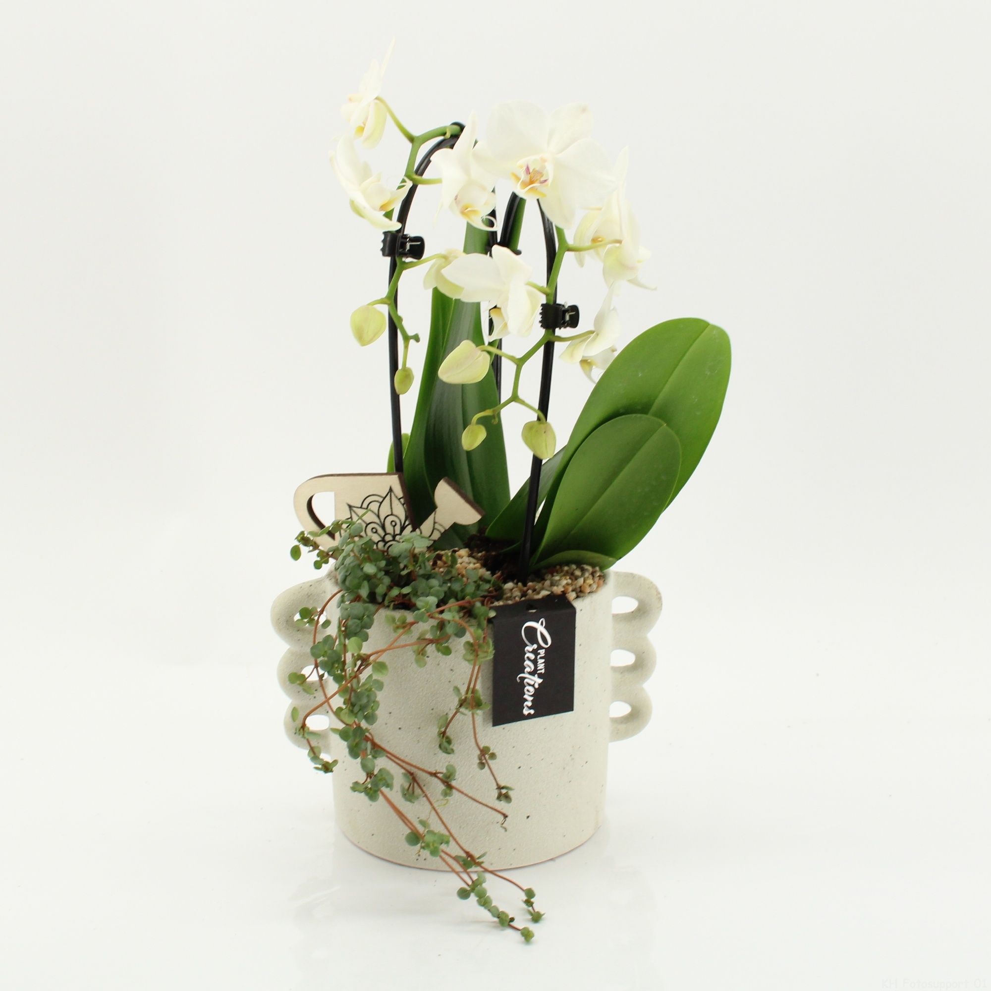 PHAL-2616W Phalaenopsis creatie, D 18