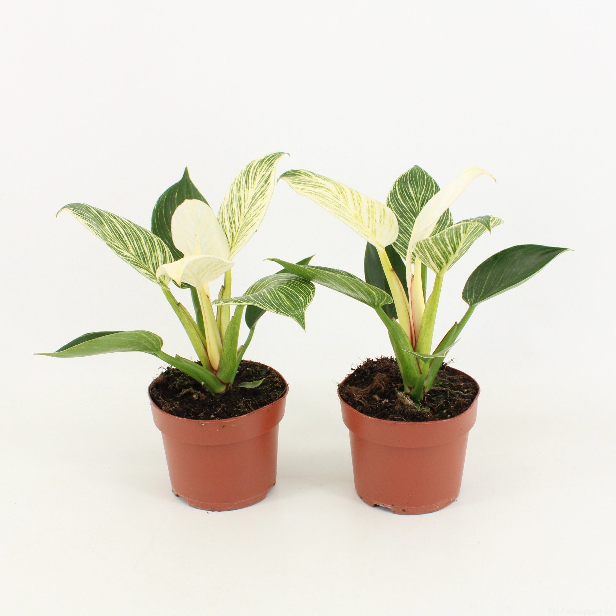 Philodendron White Wave, D 12