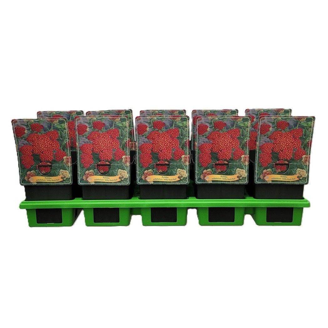 Achillea millefolium 'Milly Rock Red' P11, D 11