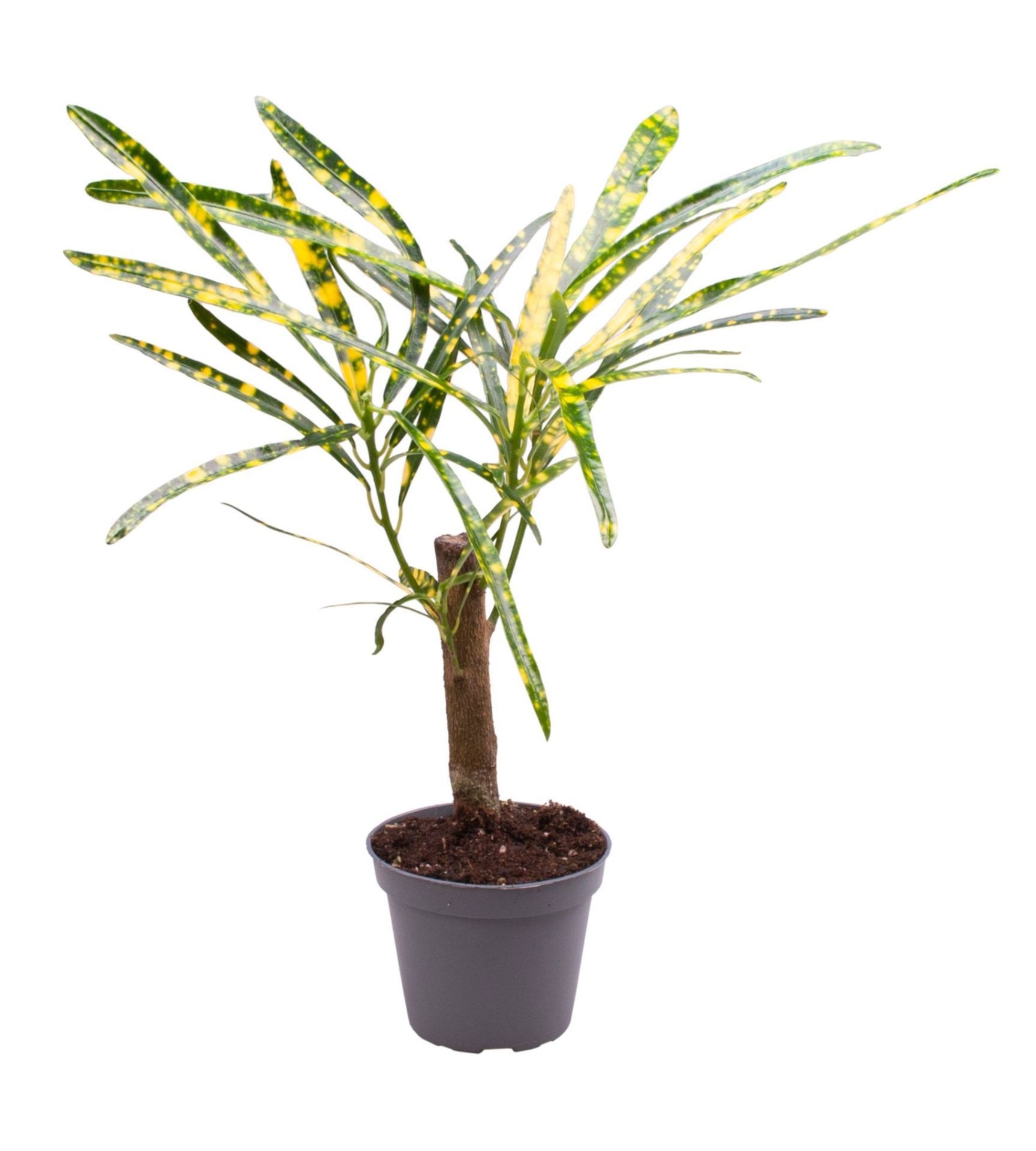 Codiaeum Pictum, D 6