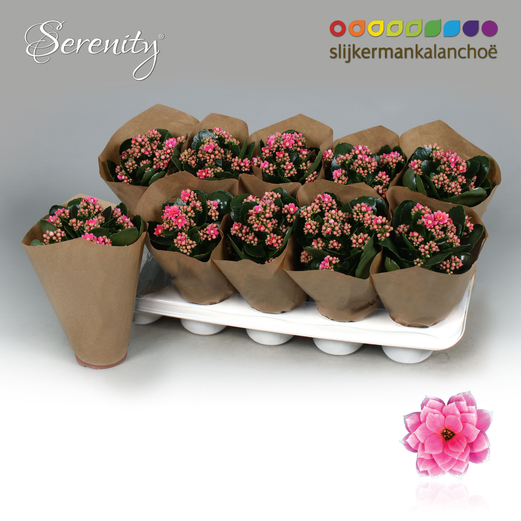Kalanchoe Papersleeve - Serenity Pink White, D 10,5