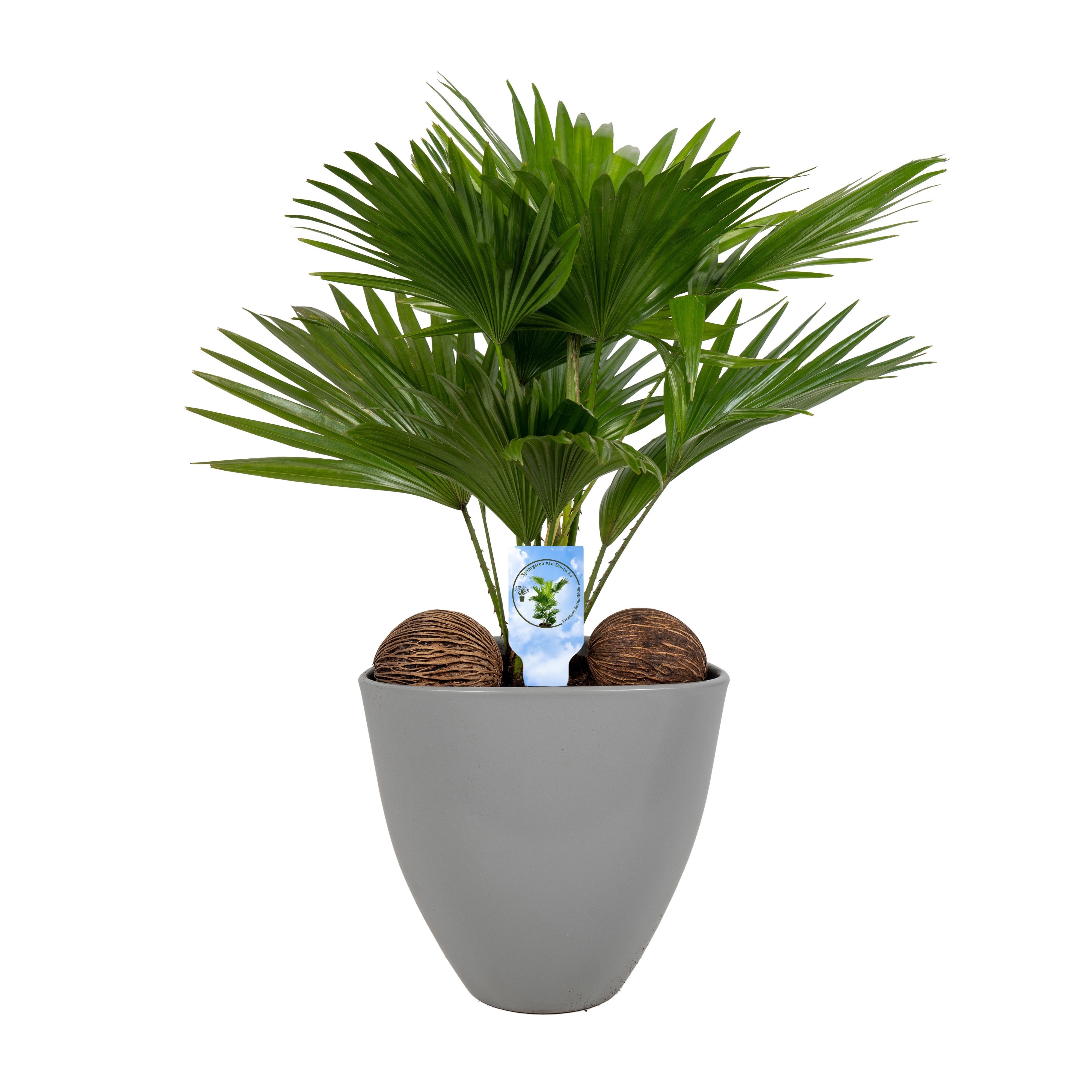 Livistona in avani pot grey asp Lucht Zuiverend, D 22