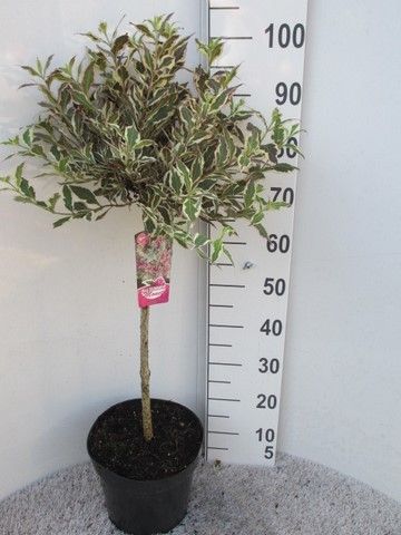 Weigela florida All Summer Monet 50 stam P26, D 26