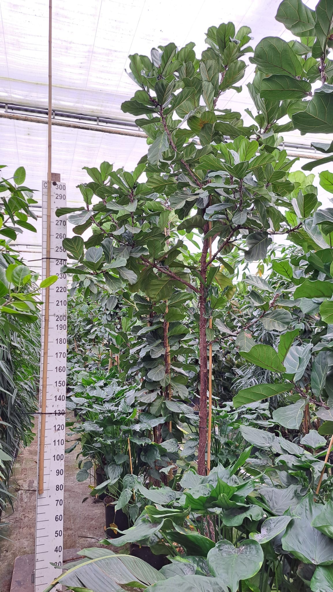 Ficus Lyrata stam 450, D 50