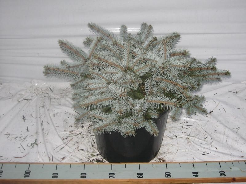 Picea p. Glauca Globosa, D 32