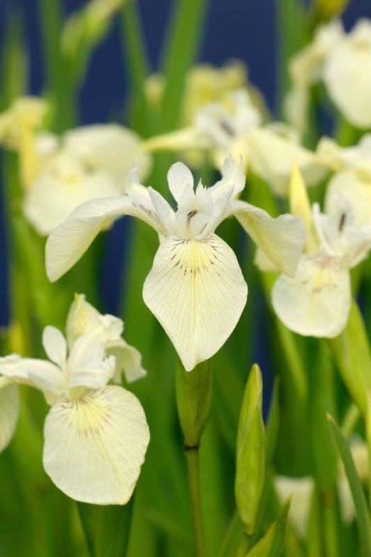 Iris pseudacorus Alba, D 9