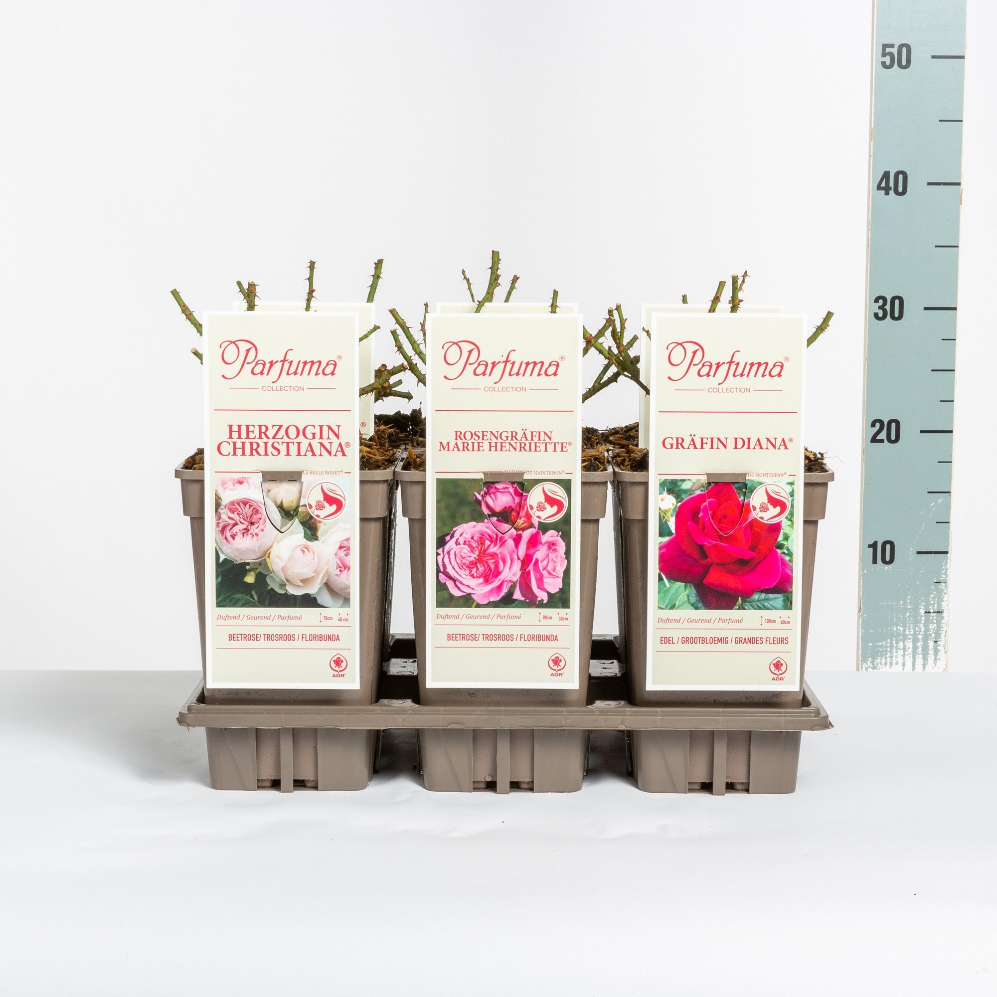 Rosa Parfuma Duftrosen (TH/F) mix, C3, D 17