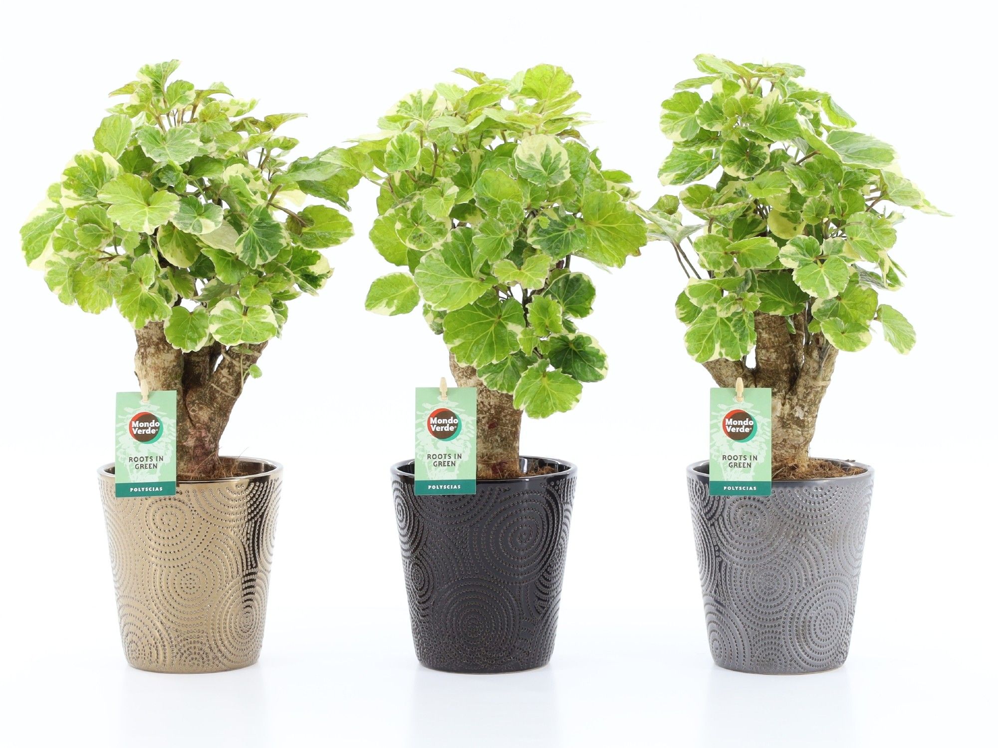 Polyscias Balfouriana in Infinity keramiek, D 13