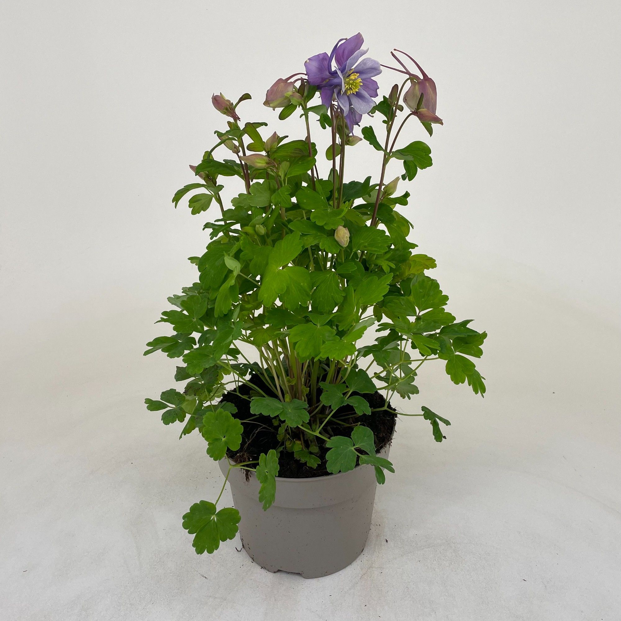 Aquilegia Earlybird Purple Yellow, D 19