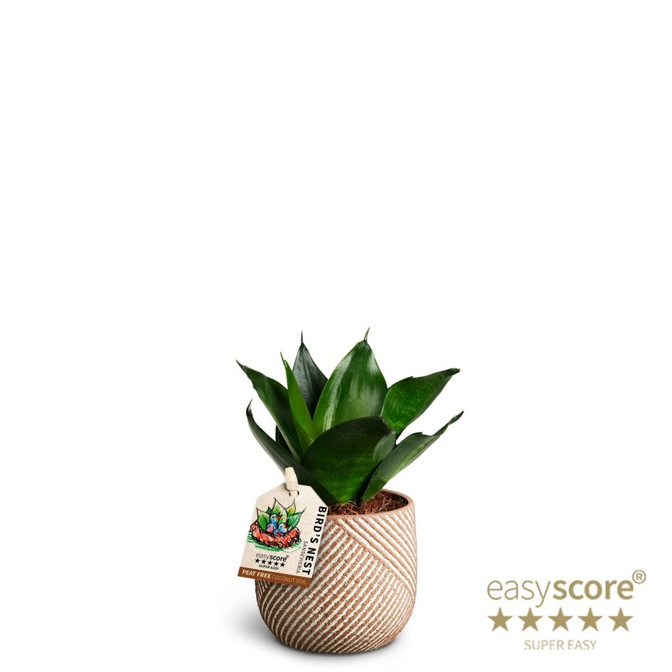 Grove Nougat, Sansevieria 'Hahnii Black', D 7