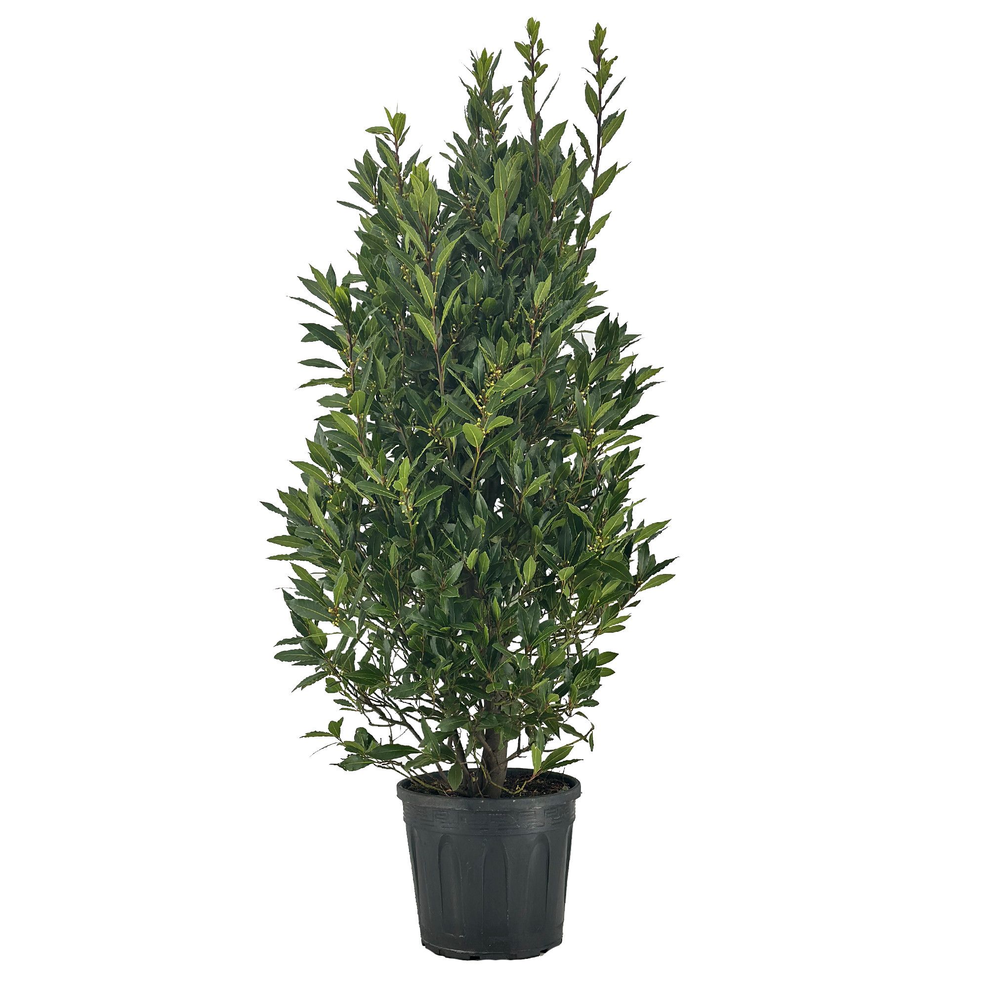 Laurus nobilis Struik, D 30