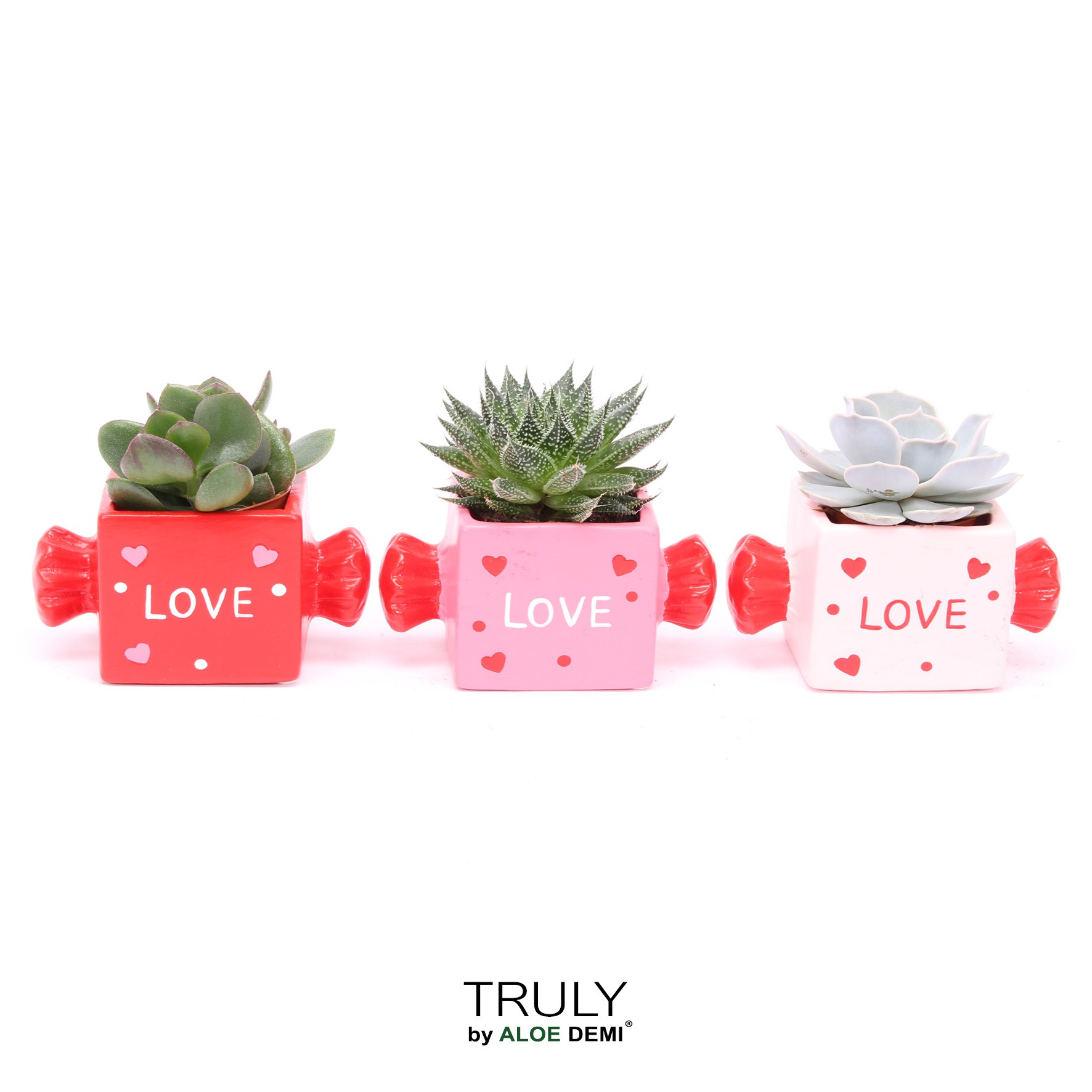 TRULY Succulent, Candy, D 11