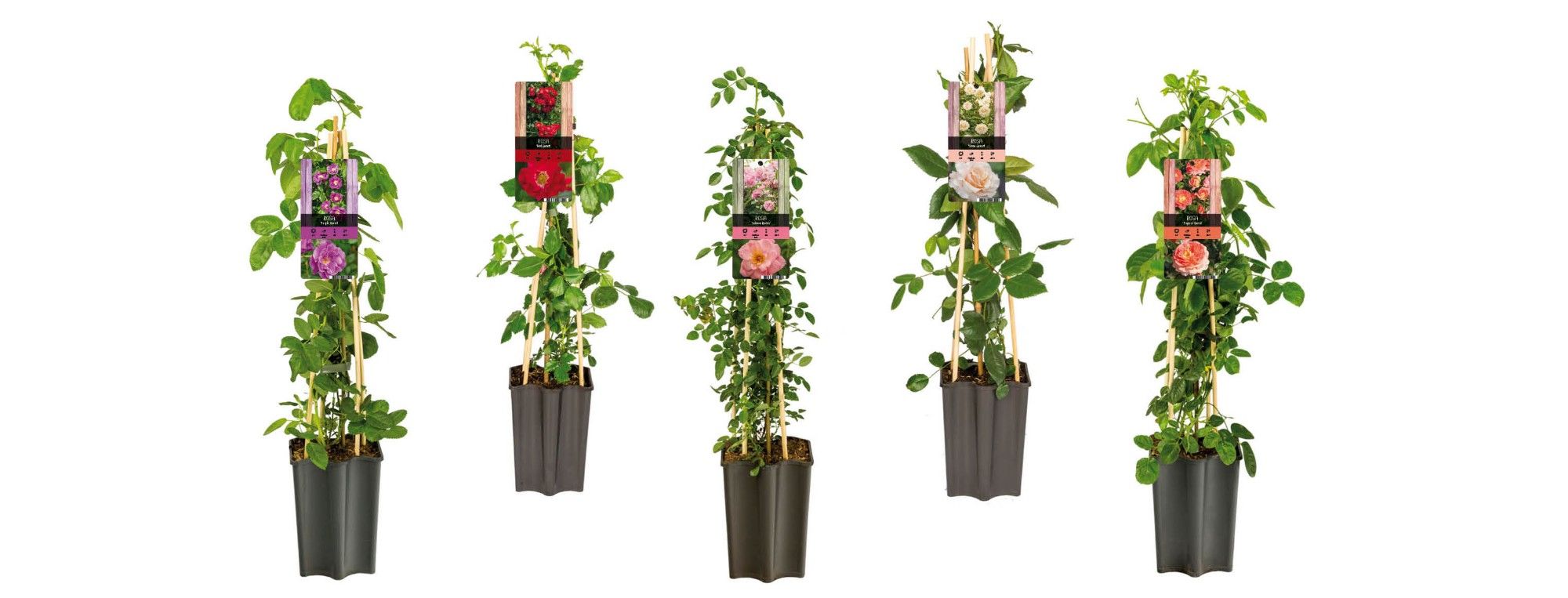 Mixshelf Rosa +light label, D 15