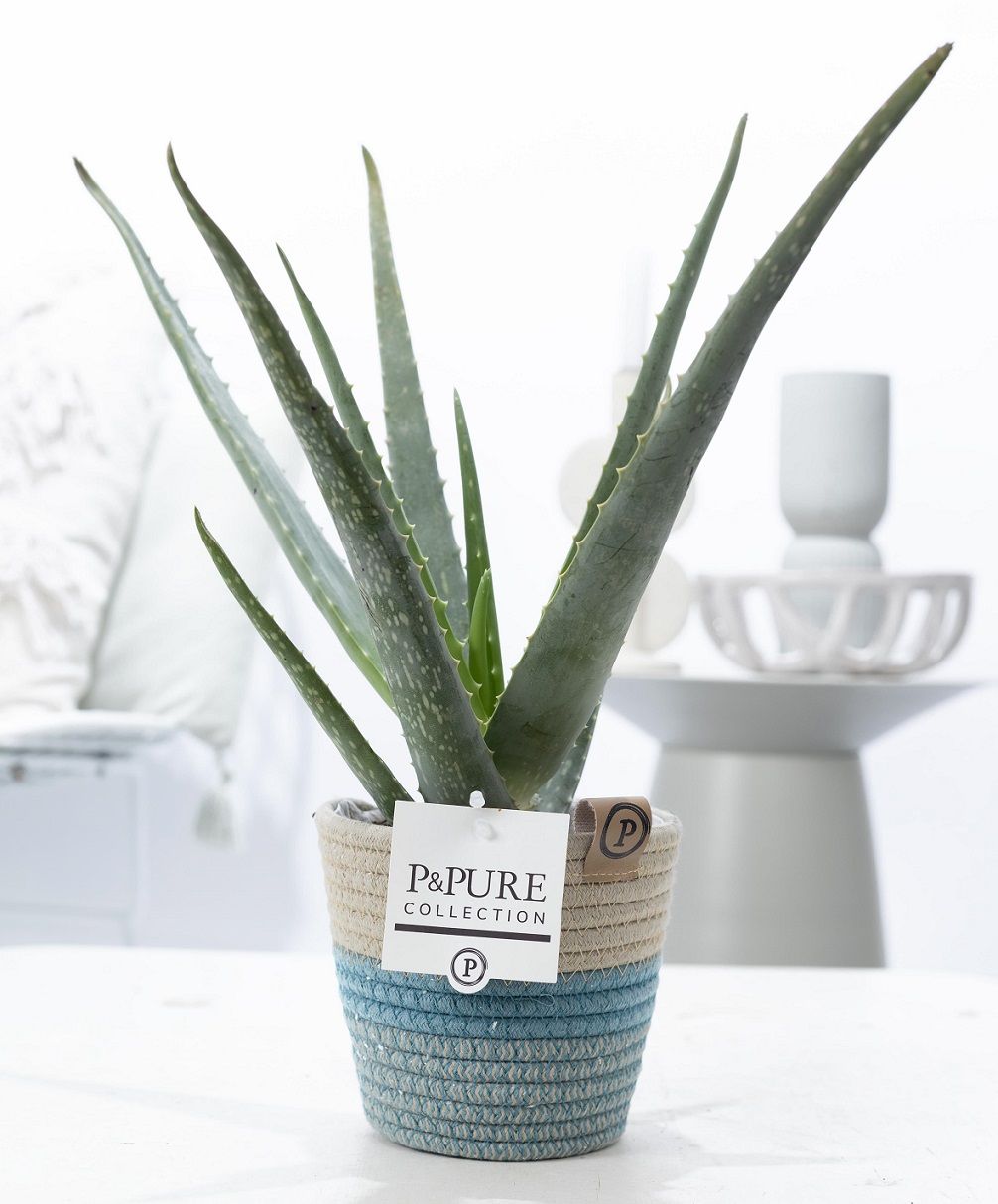 Aloe Vera in P&PURE Fashionpot Valerie, D 12