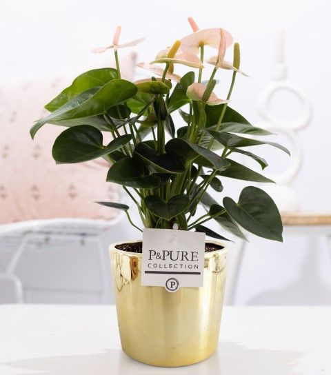 Anthurium pink (Spirit) in P&PURE Laryssa ceramics shiny gold, D 12